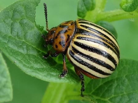    (Leptinotarsa decemlineata)      .  