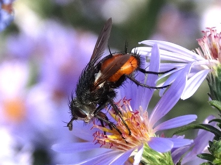   (Peleteria rubescens)       .  