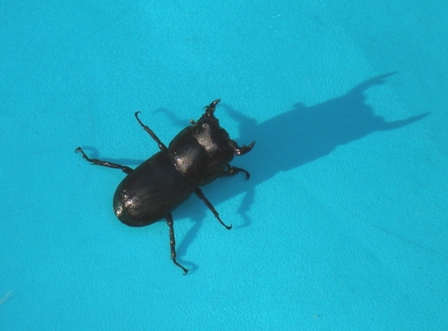   (Ceruchus chrysomelinus),        .  