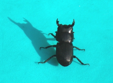   (Ceruchus chrysomelinus),        .  