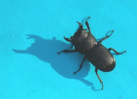   (Ceruchus chrysomelinus),        .  