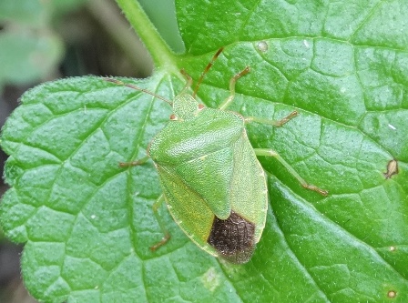    (Palomena prasina)      .  