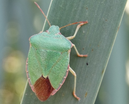    (Palomena prasina)      .  