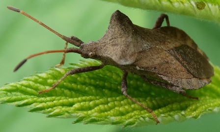   (Coreus marginatus),  ,        .  