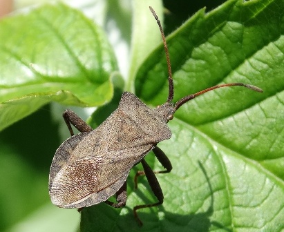   (Coreus marginatus),  ,        .  