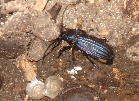   (Carabus intricatus)      .  