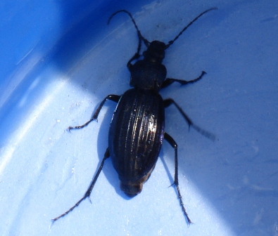   (Carabus intricatus)      .  