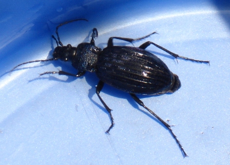   (Carabus intricatus)      .  