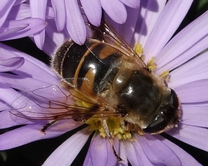   (Eristalis tenax),  ,         .  