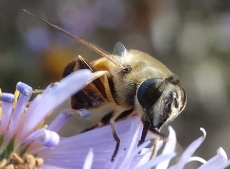   (Eristalis tenax),  ,         .  