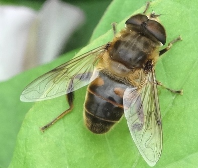   (Eristalis tenax),  ,         .  