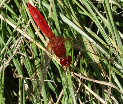 -  (Crocothemis erythraea),         .  