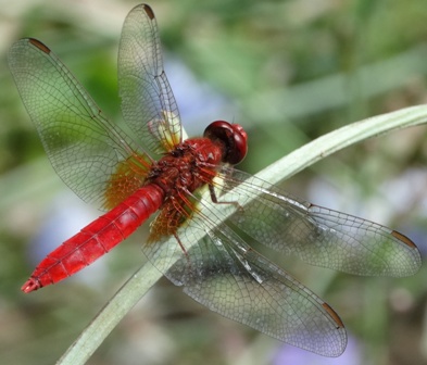 -  (Crocothemis erythraea),         .  