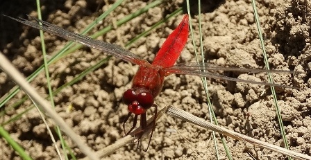 -  (Crocothemis erythraea),         .  