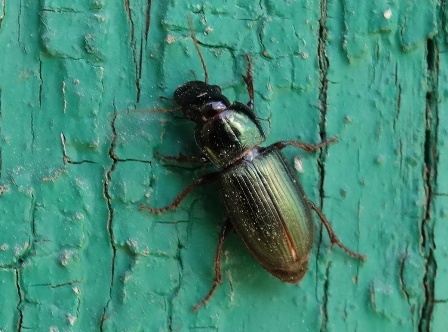  ,   (Harpalus affinis)       .  