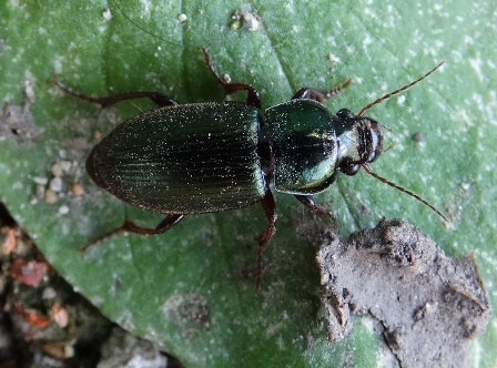  ,   (Harpalus affinis)       .  