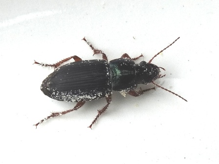  ,   (Harpalus affinis)       .  