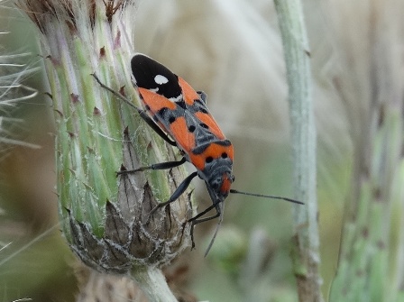   (Lygaeus tguestris),         .  