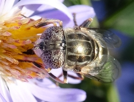   (Eristalinus aeneus),  ,          .  