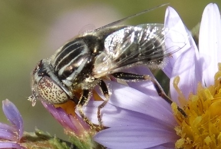   (Eristalinus aeneus),  ,          .  