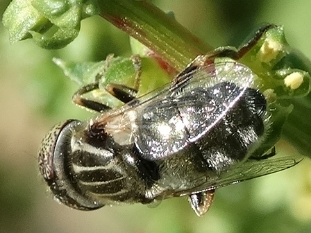   (Eristalinus aeneus),  ,          .  