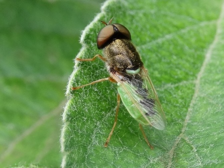   (Odontomyia angulata)       .  