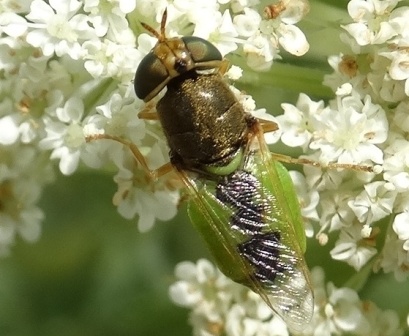   (Odontomyia angulata)       .  