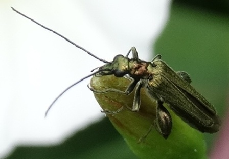   (Oedemera virescens)       .  