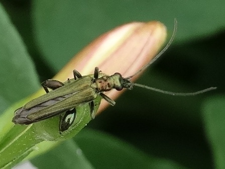   (Oedemera virescens)       .  