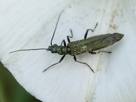   (Oedemera virescens)       .  