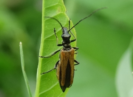   (Oedemera femorata)       .  