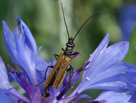   (Oedemera femorata)       .  
