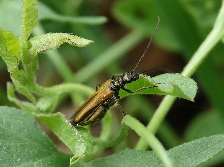   (Oedemera femorata)       .  