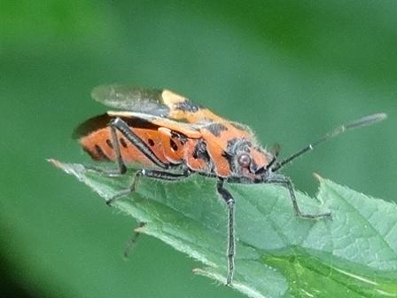   (Corizus hyoscyami),  ,        .  