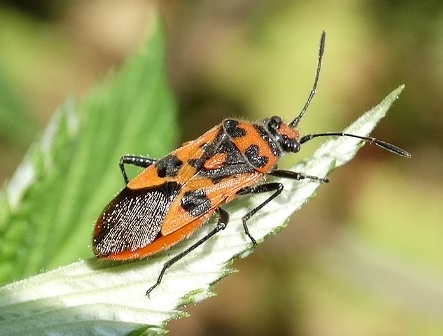   (Corizus hyoscyami),  ,        .  