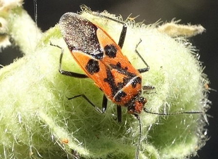   (Corizus hyoscyami),  ,        .  