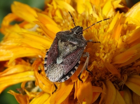   (dolycoris baccarum),        .  