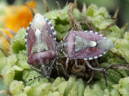   (dolycoris baccarum),        .  