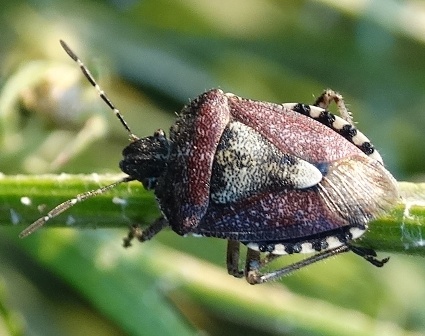   (dolycoris baccarum),        .  