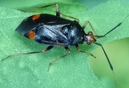   (Deraeocoris ruber)      .  