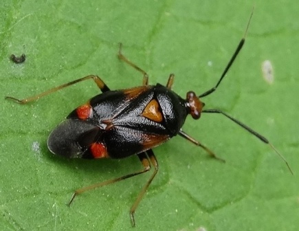   (Deraeocoris ruber)      .  