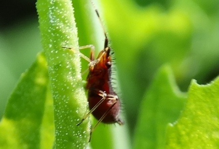   (Deraeocoris ruber)      .  