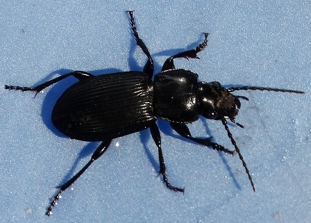   (Pterostichus nigrita)      .  