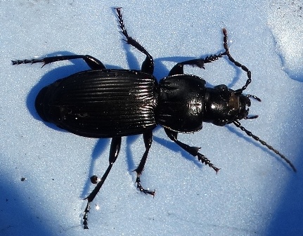   (Pterostichus nigrita)      .  