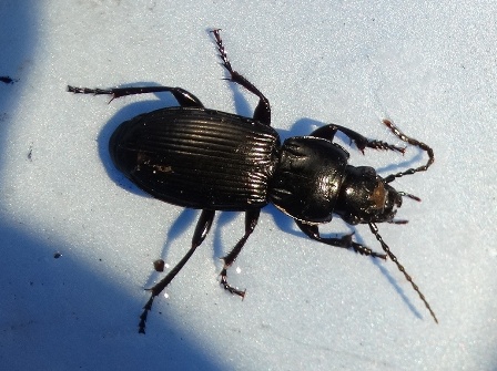   (Pterostichus nigrita)      .  