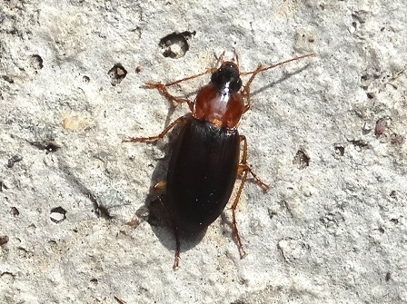   (Pterostichus nigrita)      .  