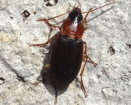   (Pterostichus nigrita)      .  
