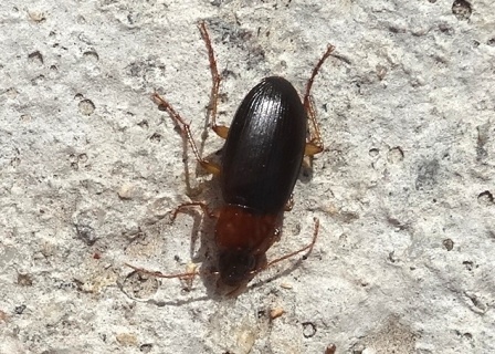   (Pterostichus nigrita)      .  