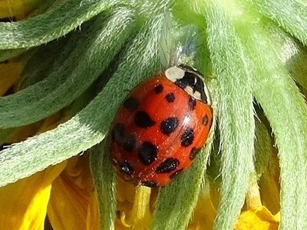   (Anisosticta novemdecimpunctata),    (Harmonia),          .  