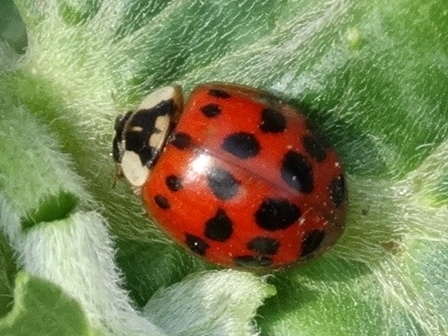   (Anisosticta novemdecimpunctata),    (Harmonia),          .  